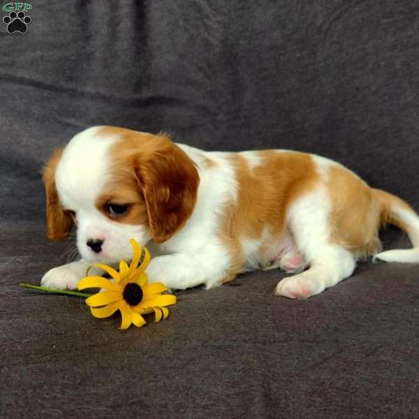 Mr Howdy, Cavalier King Charles Spaniel Puppy